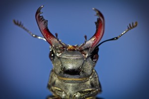 Макромир_портрет жука-оленя