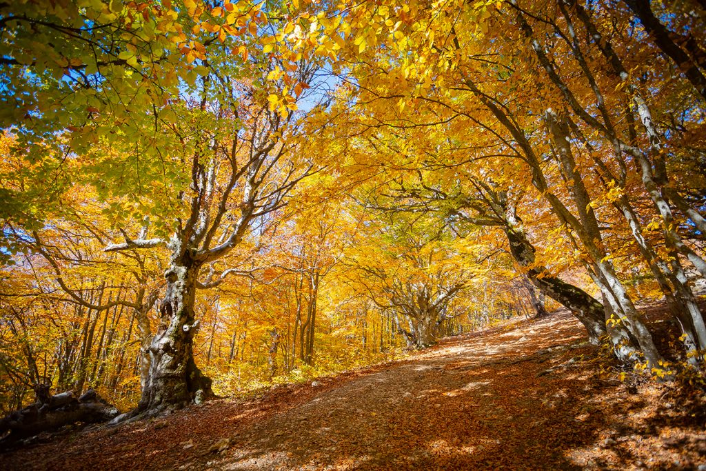 Буковый лес осенью